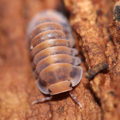 Cubaris Sp. Red Pak Chong Cubaris