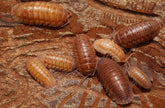 Armadillidium nasatum “Velvet Cream”
