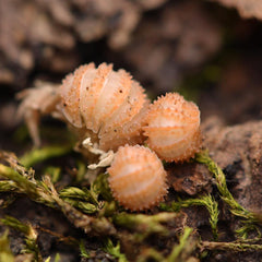 Cristarmadillidium Muricatum - Pineapples Spiky Cubaris