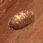 Multicolored pill bug on a wooden surface