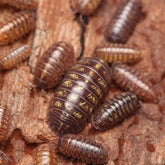 Armadillidium vulgare “Pike Rd”