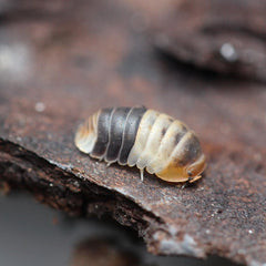 Cubaris sp.“White Sharks”