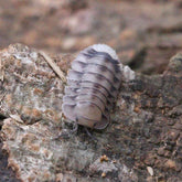 Cubaris sp. “White Tiger”