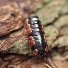 Ardentiella sp. “Red Diablo”