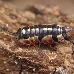 Ardentiella sp. “Red Diablo”