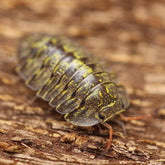Troglodillo sp. "Green Spot"