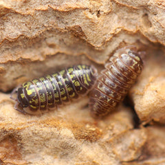 Armadillidium versicolor “Ukraine”