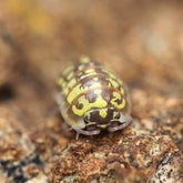 Armadillidium versicolor “Ceska”