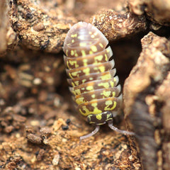 Armadillidium versicolor “Ceska”