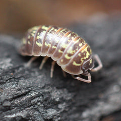 Armadillidium versicolor “Polska”