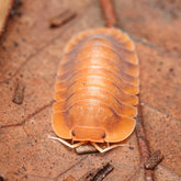 Troglodillo sp. "Sunset"