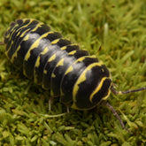 Armadillidium maculatum “Yellow Zebra”