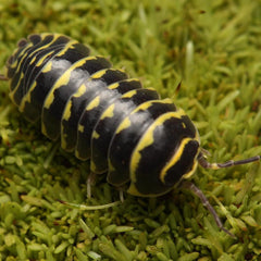 Armadillidium maculatum “Yellow Zebra”
