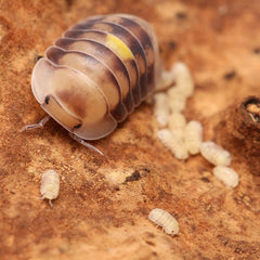 Cubaris sp. “Amber Firefly LCF”