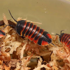Ardentiella sp. “Red Ember Bees”