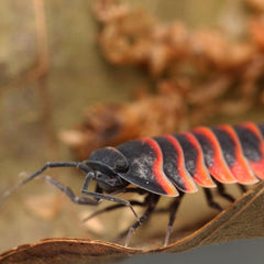 Ardentiella sp. “Red Ember Bees”