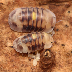 Cubaris sp. “Amber Firefly LCF”