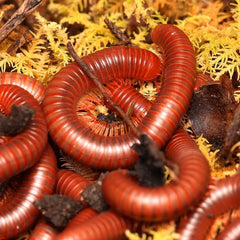 Trigoniulus corallinus - Scarlet Millipede “Malaysia”