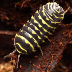Armadillidium maculatum “Yellow Zebra”