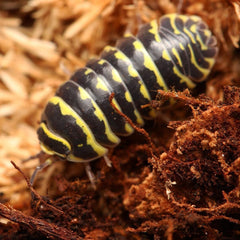 Armadillidium maculatum “Yellow Zebra”