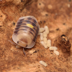 Cubaris sp. “Amber Firefly LCF”
