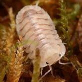 Cubaris sp. "White Pigeon"