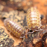 Armadillidium versicolor "Slovenia"