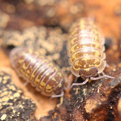 Armadillidium versicolor "Slovenia"