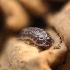 Armadillidium versicolor "Slovenia"
