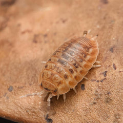 Agabiformius lentus “Pumpkin Spice”