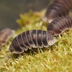 Cubaris sp. "Penguin"