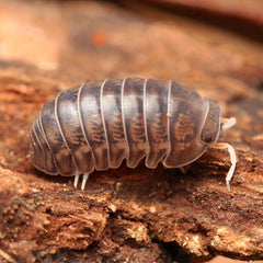 Spherillo raffaelei