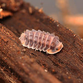Isopoda sp. “Shiny Gator”