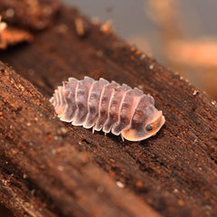 Isopoda sp. “Shiny Gator”