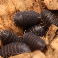 Spherillo sp. “Red Antennae”
