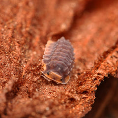 Isopoda sp. “Shiny Gator”
