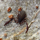 Cheliferidae sp. “Everglades” Pseudoscorpions