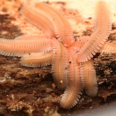 Brachycybe lecontii