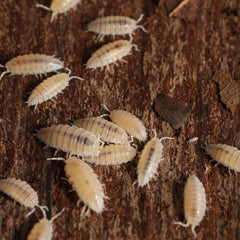 Dwarf Tropical White Isopods - Trichorhina tomentosa
