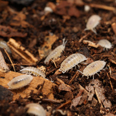 Small white insects on a dark brown compost-like surface
