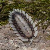 Porcellio werneri "Silverback"