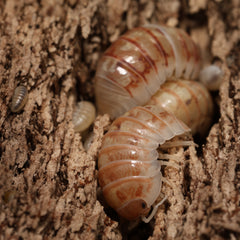 Armadillidium vulgare "Daywalker"