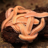 Brachycybe lecontii