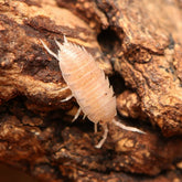 Agnara strzelecki