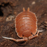 Porcellio magnificus