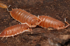 Porcellio magnificus