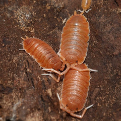 Porcellio magnificus
