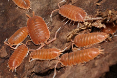 Porcellio magnificus