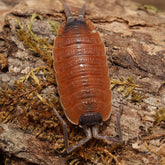 Porcellio sylvestri