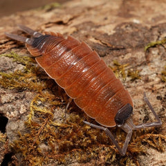 Porcellio sylvestri